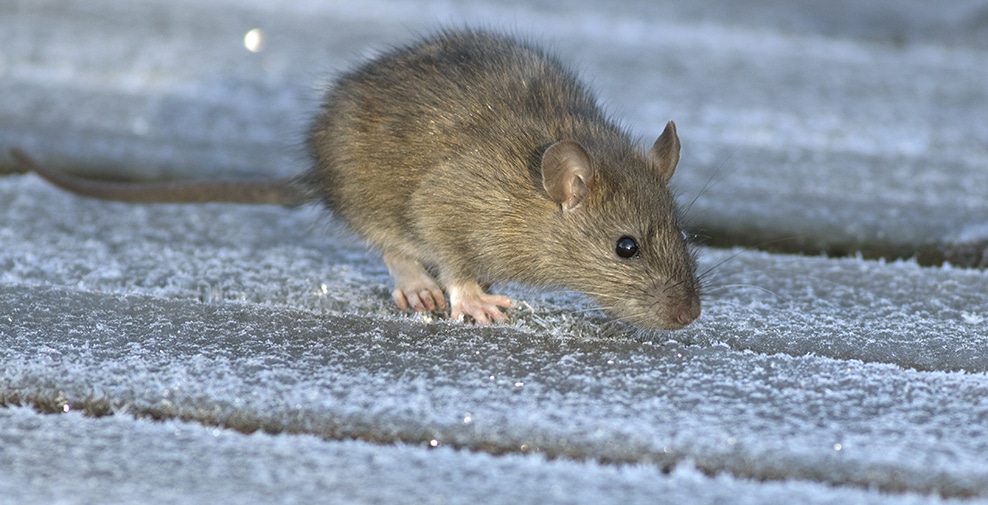 Qu'est-ce qui cause les rats dans le grenier | BIONEO Comment se débarrasser des rats une bonne fois pour toutes | BIONEO