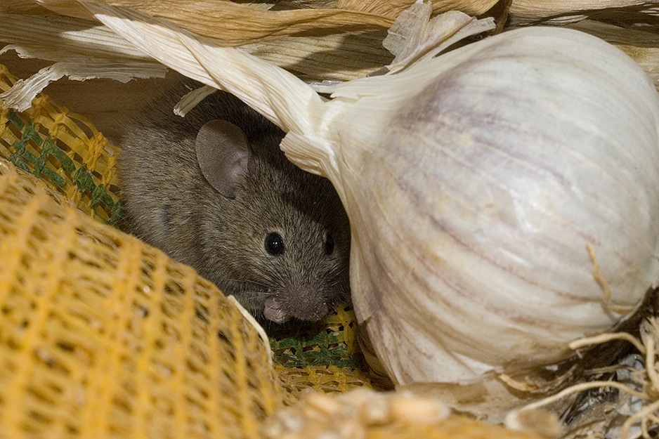 Comment se débarrasser des souris grises | BIONEO Comment faire fuir les souris rapidement | BIONEO