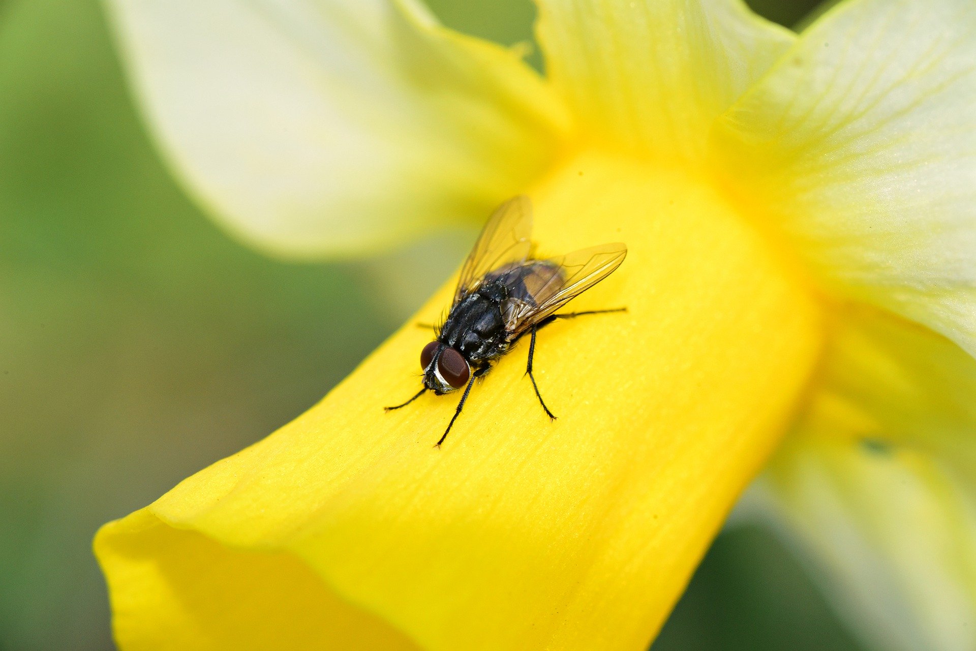 Mouche sur une jonquille | BIONEO