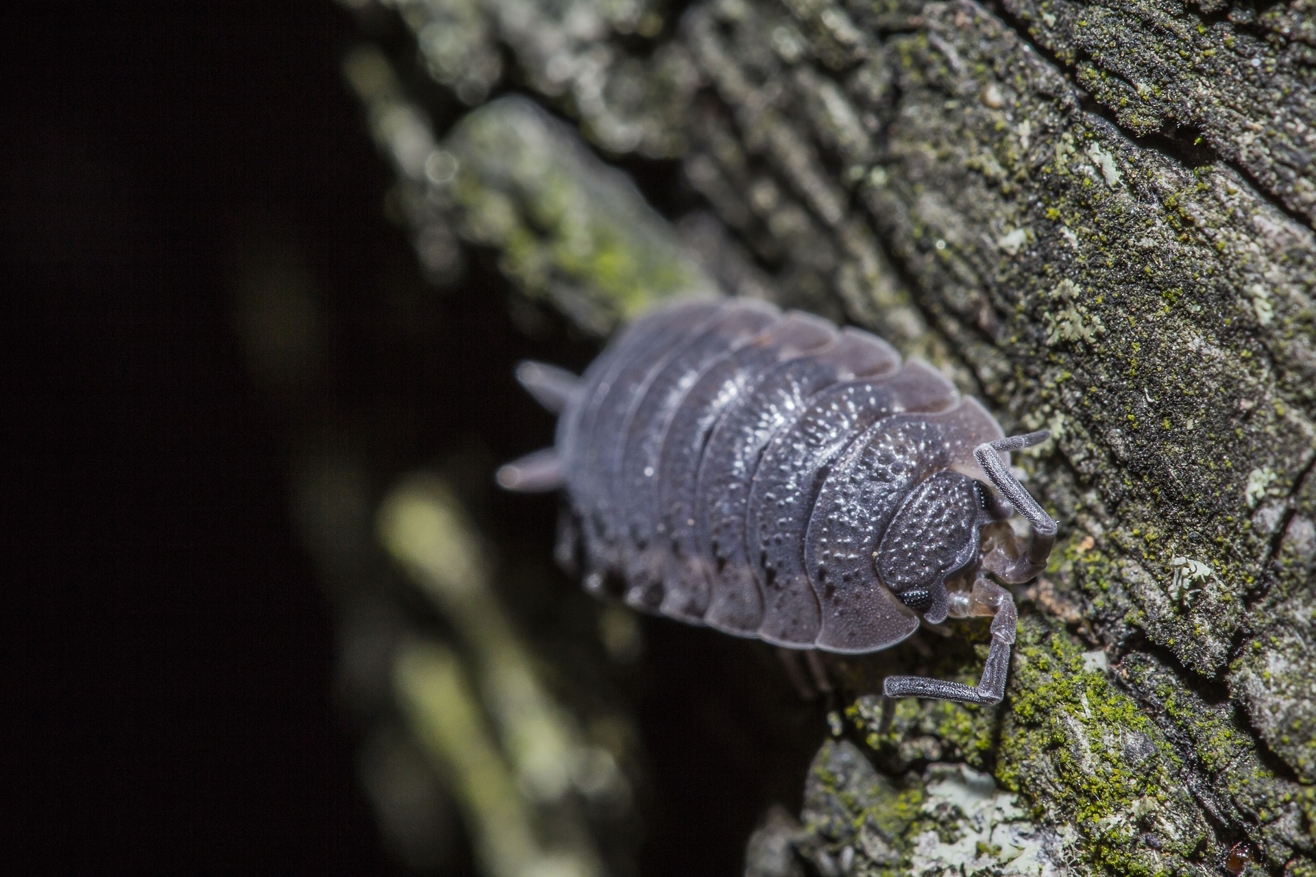 Cloporte - Bioneo - Extermination de nuisibles en Pays de la Loire