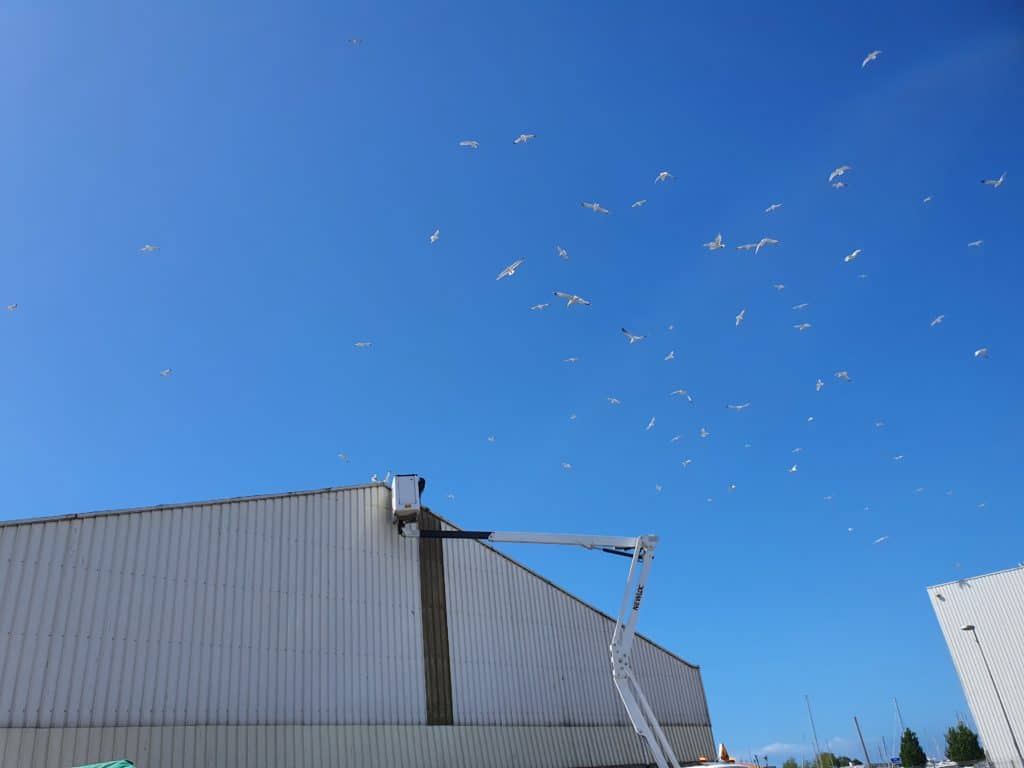 Nuée de goélands dans le ciel - Faites appel à un professionnel pour vous débarrasser des oiseaux envahissants.