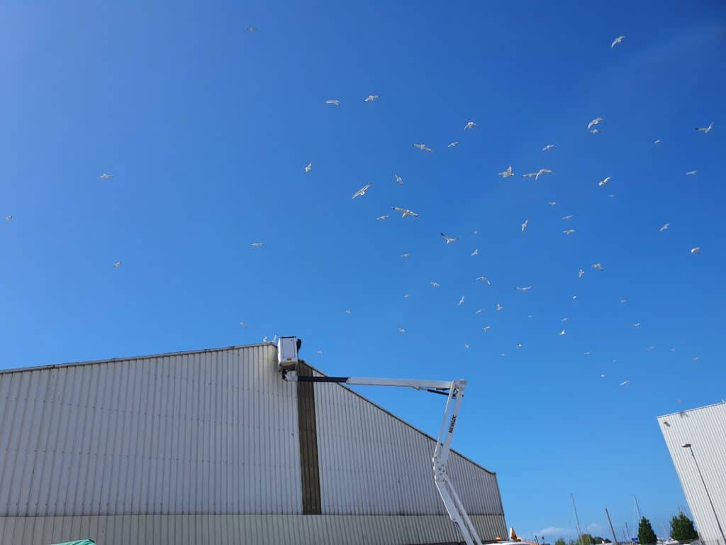 Binoeo - Présence de goélands - Comment faire pour éloigner les goélands ? Nuée de goélands dans le ciel - Faites appel à un professionnel pour vous débarrasser des oiseaux envahissants.