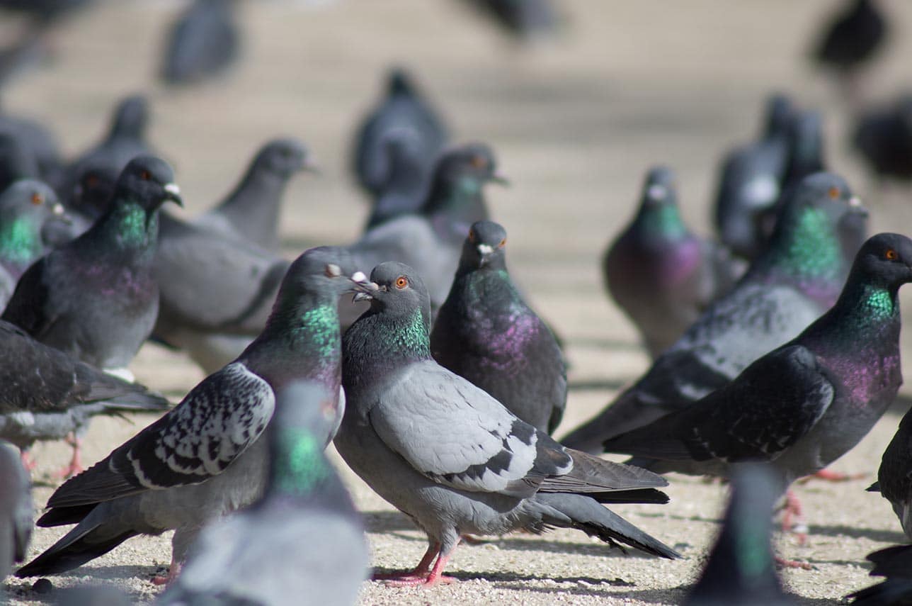 Bioneo - Professionnel du contrôle des populations d'oiseaux envahissants Nantes, Angers, Laval, Le Mans, La Roche sur Yon Pigeons envahissants : Que faire ?