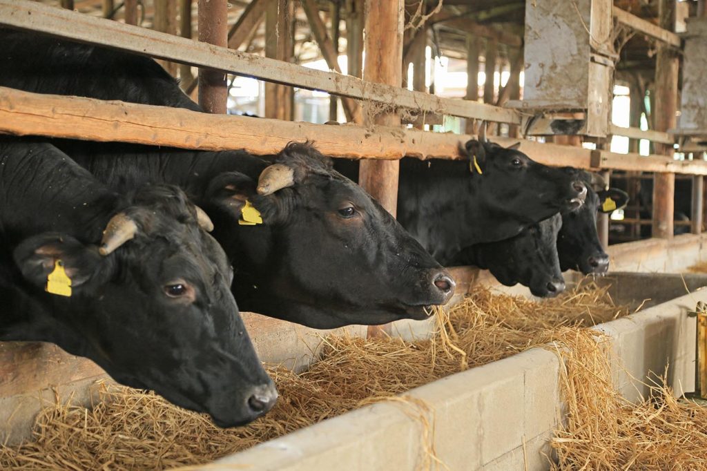 Bioneo - Intervention de techniciens dans les secteurs de l'agriculture et de l'élevage - Vendée, Mayenne, Sarthe, Maine-et-Loire, Loire Atlantique