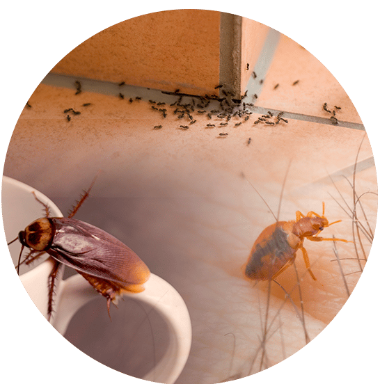 Désinsectisation contre les blattes, puces, punaises de lit, fourmis : appelez Bioneo !