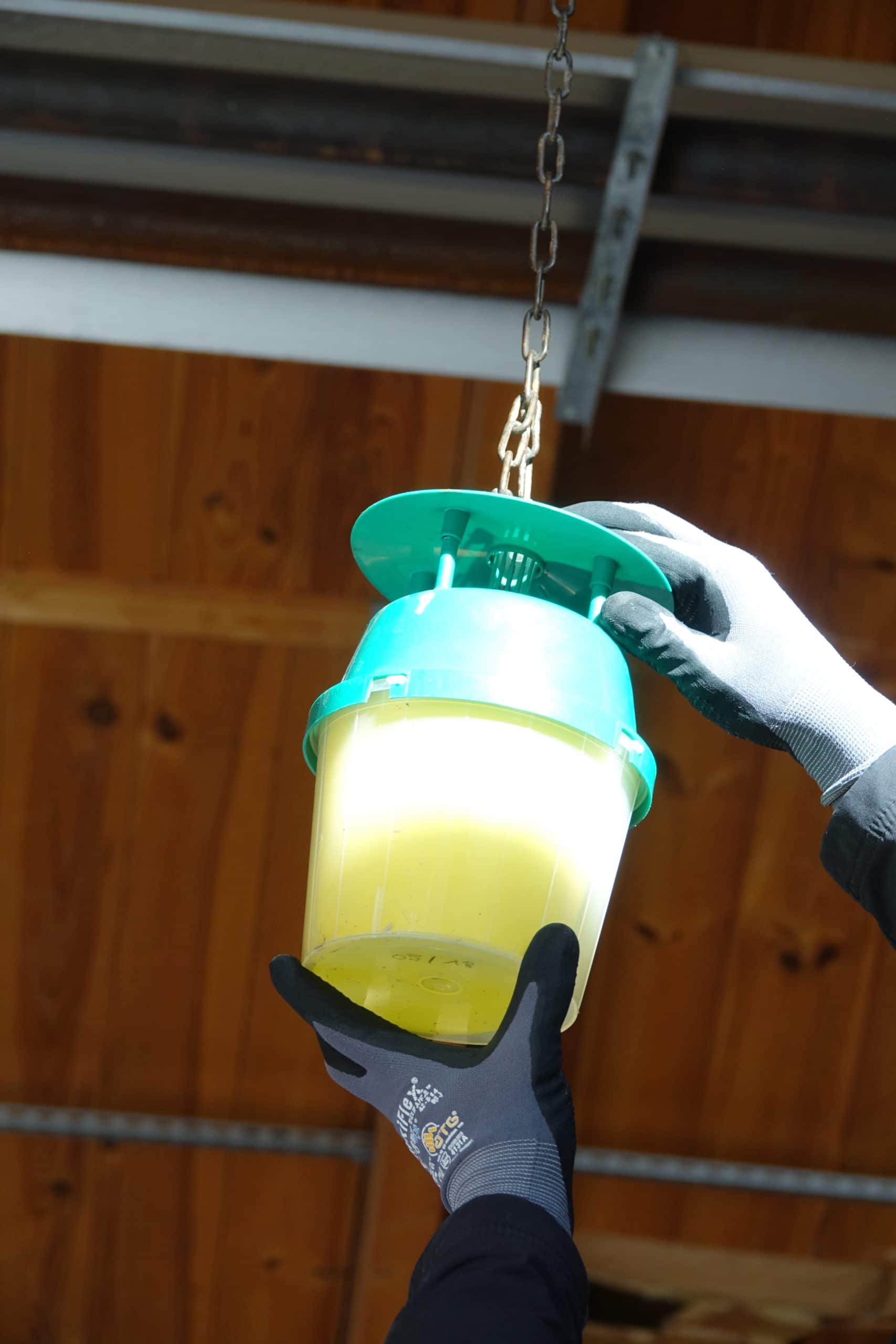 Piège à phéromones contre les chenilles processionnaires Piège à phéromones | BIONEO