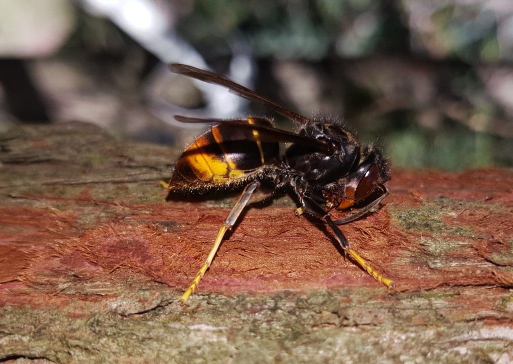 Frelon asiatique sur une branche de bois récupère de la matière pour faire son nid