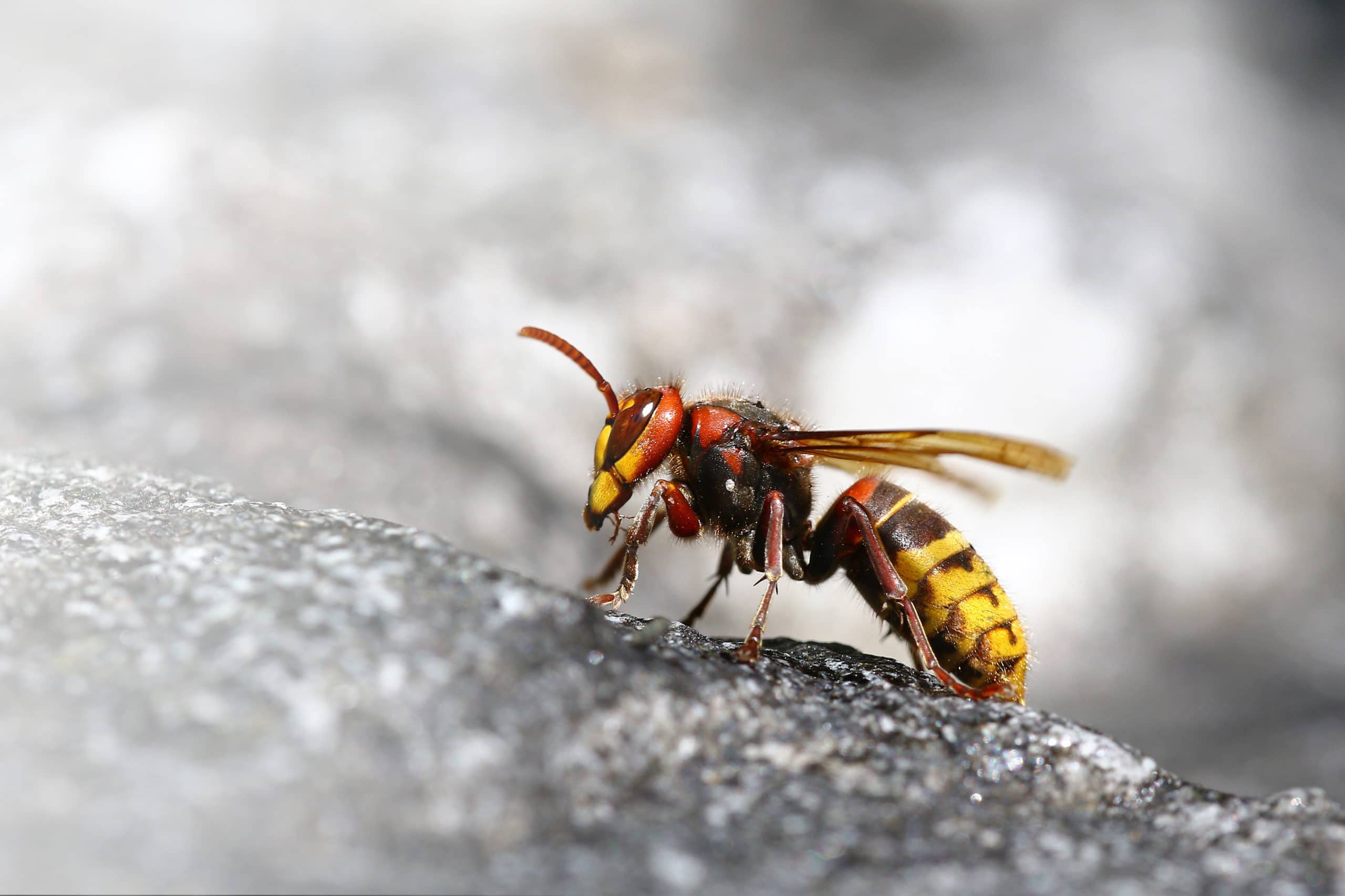 Frelon commun en extérieur - Bioneo