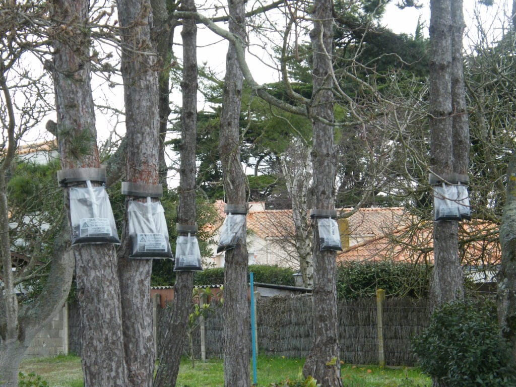 Traitement contre les chenilles processionnaires - BIONEO pose des sacs-pièges - Région Pays de la Loire