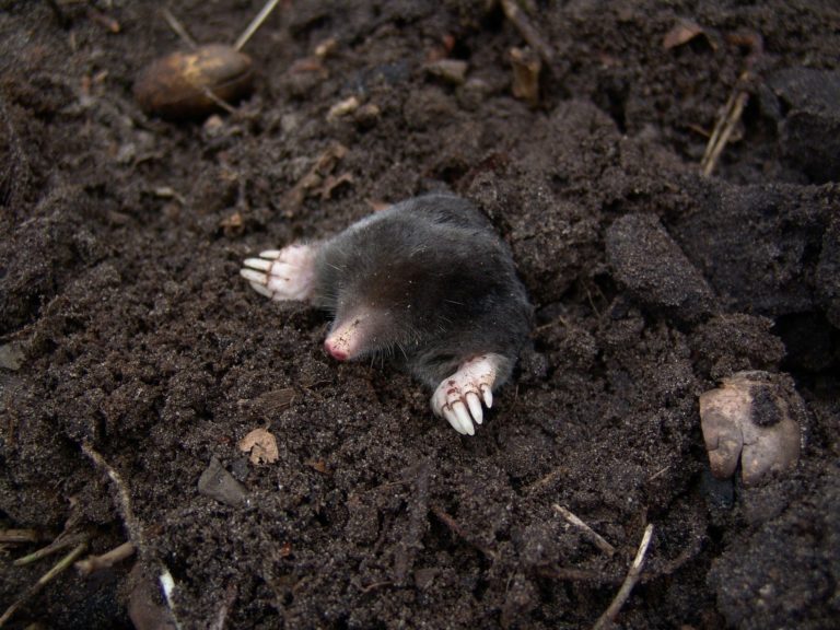 Bioneo - Se débarrasser des taupes Quel est le prix d'un taupier ? Faites appel à Bioneo, professionnel de la détaupisation en Pays de la Loire.