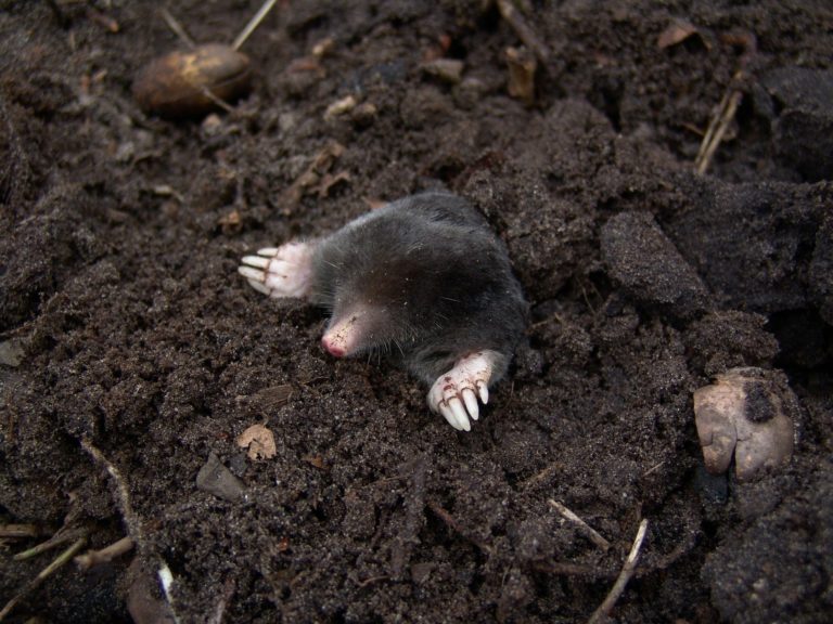 Comment se débarrasser des taupes ? Faites appel à Bioneo, professionnel de la détaupisation en Pays de la Loire.