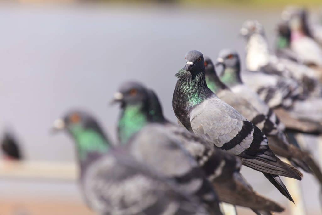 Comment faire fuir les pigeons ? Faites appel à un professionnel du dépigeonnage à Nantes, Angers, Laval, Le Mans ou La Roche sur Yon - BIONEO