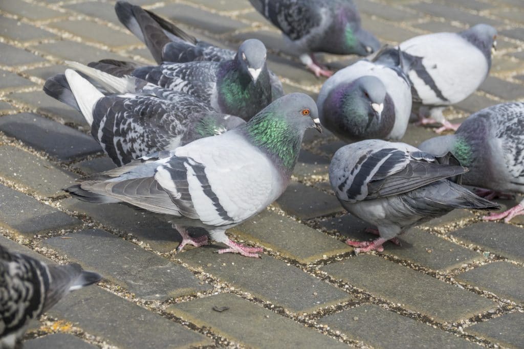 Pigeons des villes - Faites appel à un professionnel pour faire fuir les pigeons - BIONEO intervient en Mayenne, Sarthe, Maine et Loire, Loire Atlantique et Vendée.