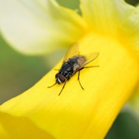 Mouche sur une jonquille