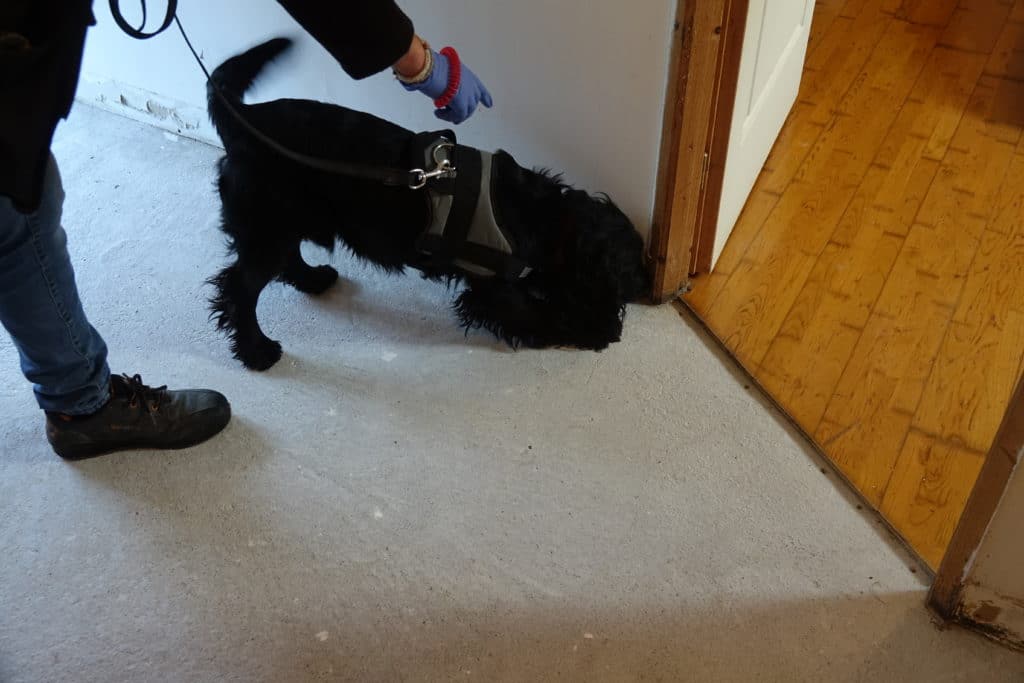Rappeur - Détection canine de punaises de lit autour de Nantes, Anvers, Laval, Le Mans et La Roche-sur-Yon Rappeur - chien détecteur de punaises de lit chez BIONEO, professionnel de la lutte contre les nuisibles en Pays de la Loire