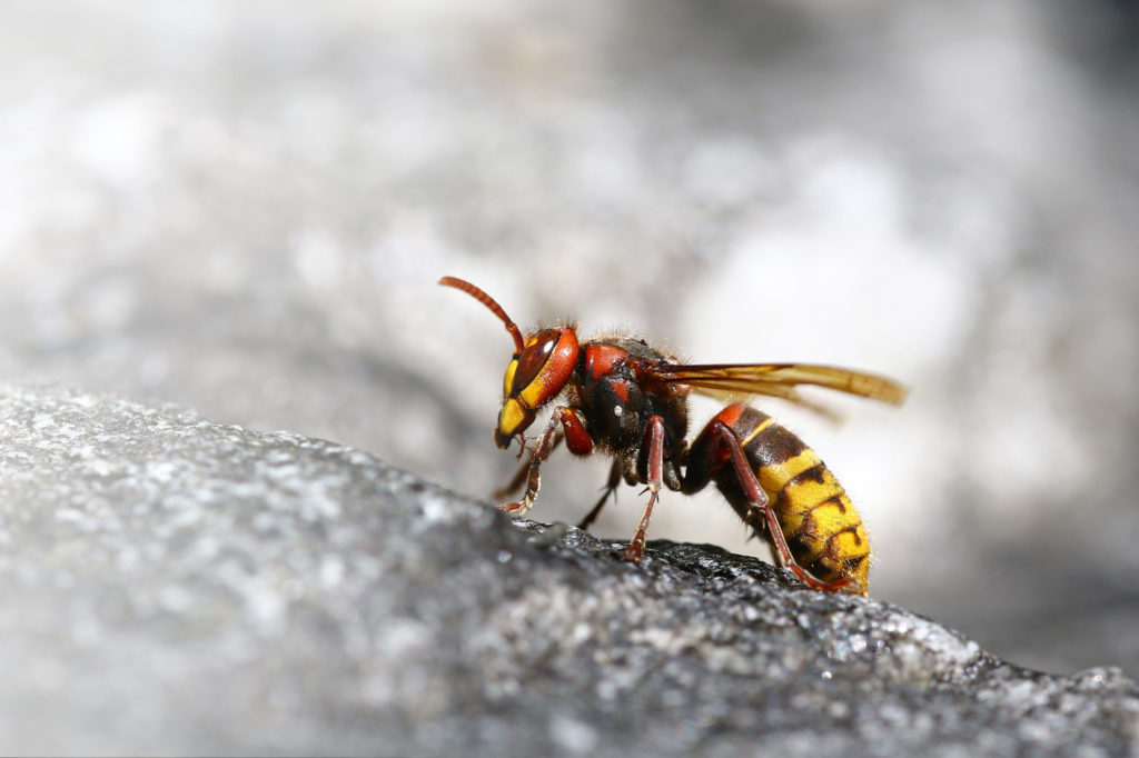 Bee killer hornet macro portrait