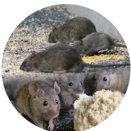 bouton rat souris