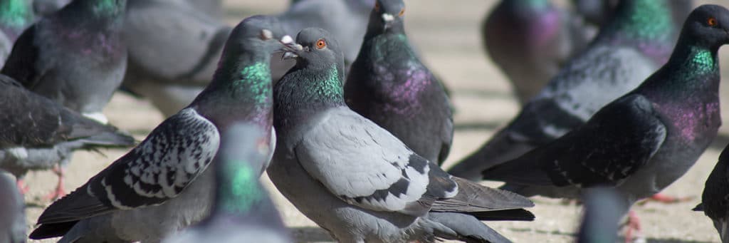 Dépigeonnage pour limiter les infestations de pigeons