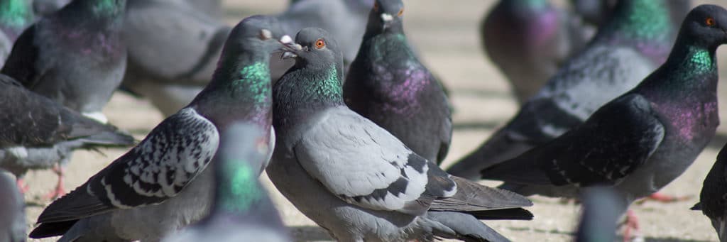 Dépigeonnage et autres méthodes Dépigeonnage : solutions pour faire fuir les pigeons envahissants