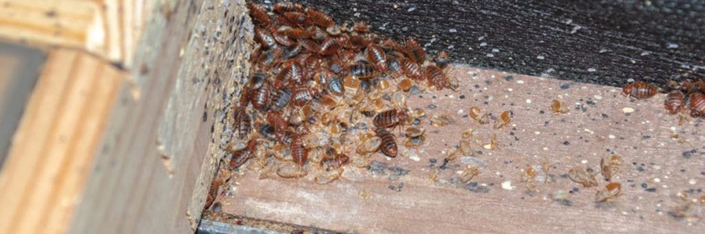 Que faire contre une infestation de punaises de lit | BIONEO Infestation punaises de lit | BIONEO