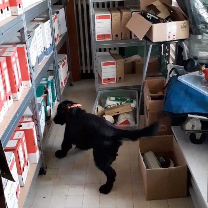Rappeur chien détecteur | BIONEO