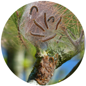 Nid de chenilles processionnaires | BIONEO Chenilles processionnaires | BIONEO