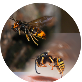 destruction de nid de guepes et frelons Destruction de nid de guepes et frelons asiatique