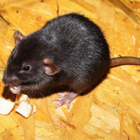 Rat noir mange du fromage | BIONEO