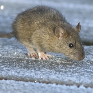 Rat gris | BIONEO Rat gris | BIONEO