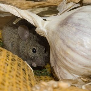 Souris grise | BIONEO Souris grise | BIONEO