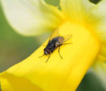 Mouche sur une jonquille | BIONEO Mouche sur une jonquille | BIONEO