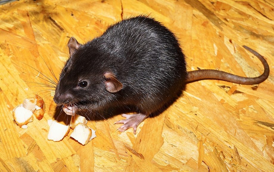 Rat des greniers mange du fromage | BIONEO