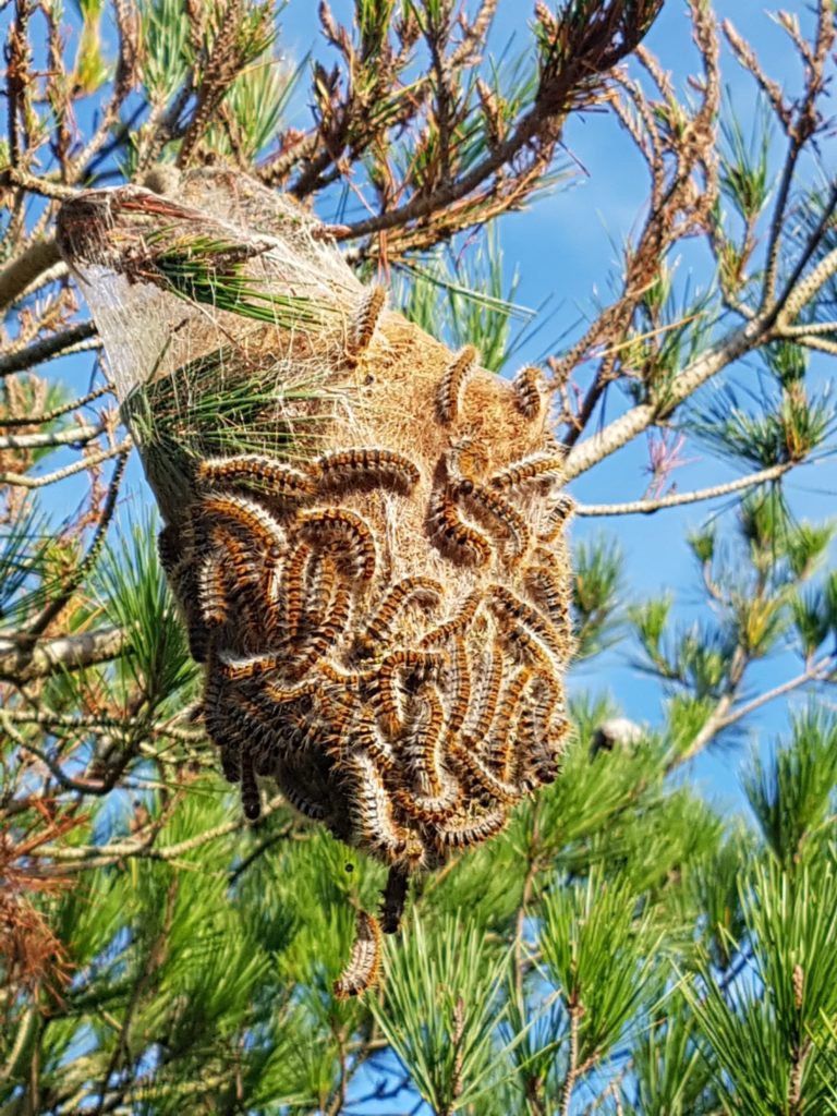 Nid de chenilles du pin | BIONEO Nid de chenilles processionnaires du pin | BIONEO