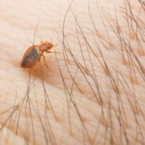 Bed bug on the human body in a macro Une punaise de lit sur la peau