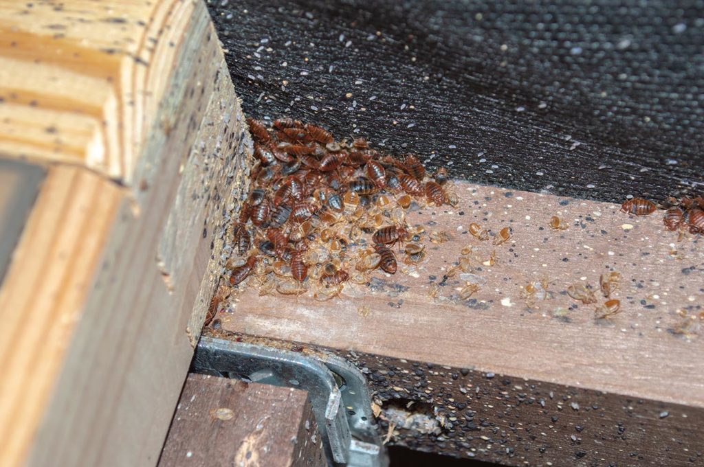 Infestation de punaises de lit Infestation de punaises de lit dans un sommier