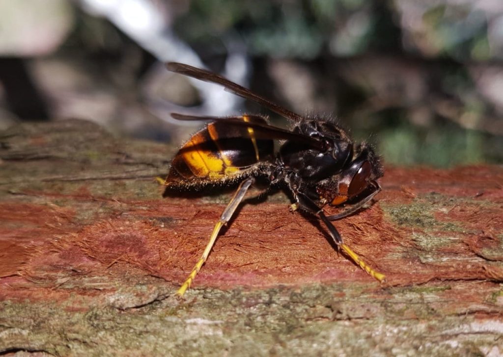 Construction d'un nid de frelon asiatique Frelon asiatique sur une branche de bois récupère de la matière pour faire son nid