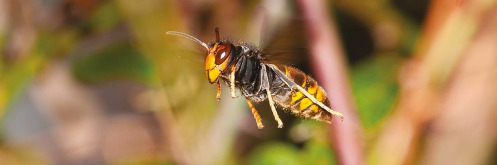 Frelon asiatique Frelon asiatique vole