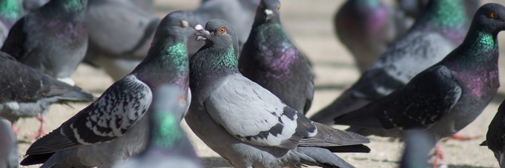 Infestation de pigeons