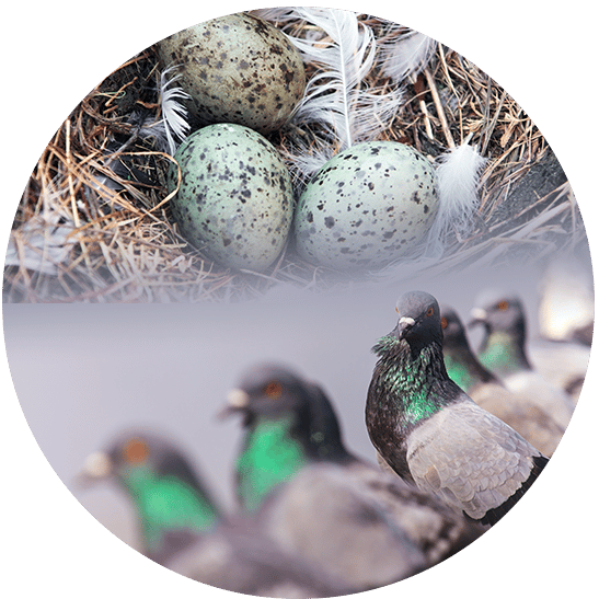 bouton pigeon