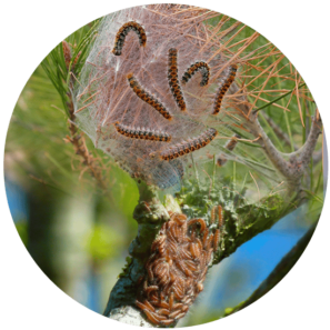 Nid de chenilles processionnaires | BIONEO Chenilles processionnaires | BIONEO