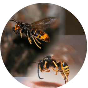 destruction de nid de guepes et frelons Destruction de nid de guepes et frelons asiatique