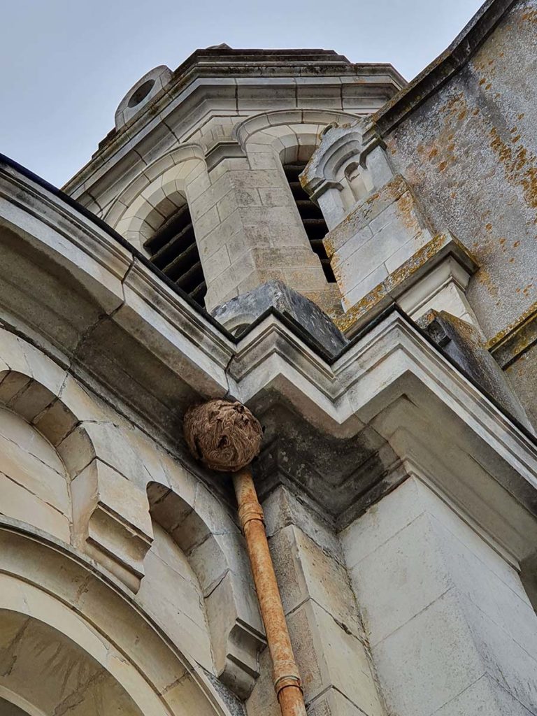Comment détruire les nids de frelons asiatiques à Nantes ? Nid de frelons asiatiques à Nantes