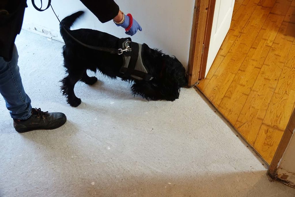 Rappeur cherche des punaises de lit Détection canine contre les punaises de lit à Angers