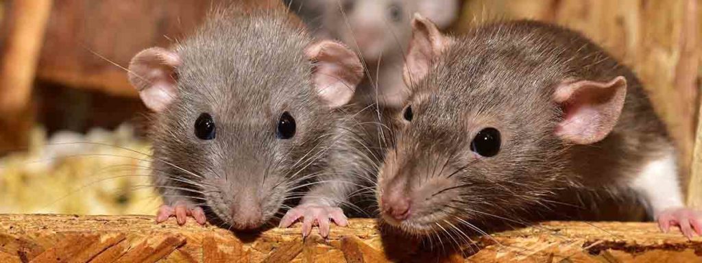 rats