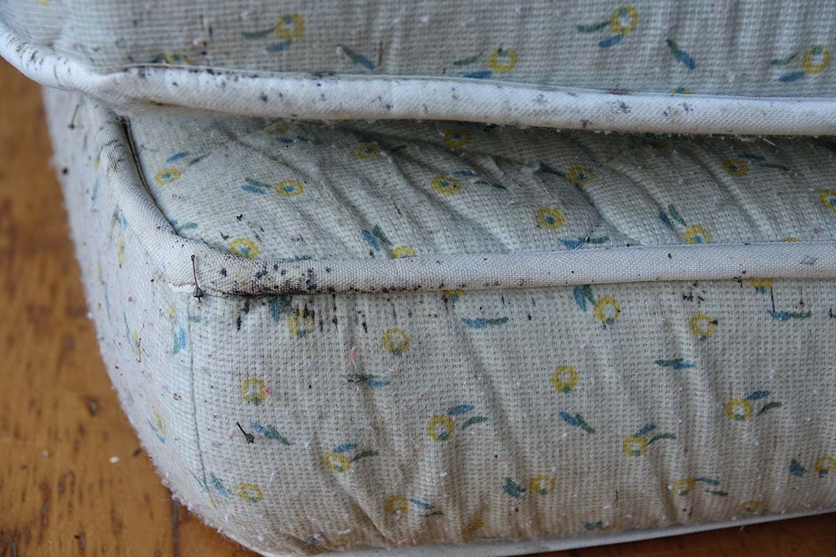 Comment se débarrasser des punaises de lit dans les matelas ?