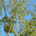 En automne, les nids de frelons asiatiques sont toujours là