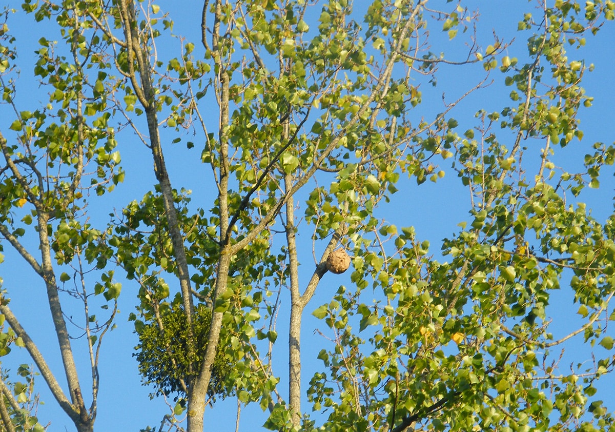 Nids de frelons asiatique sdans un arbre à l'automne