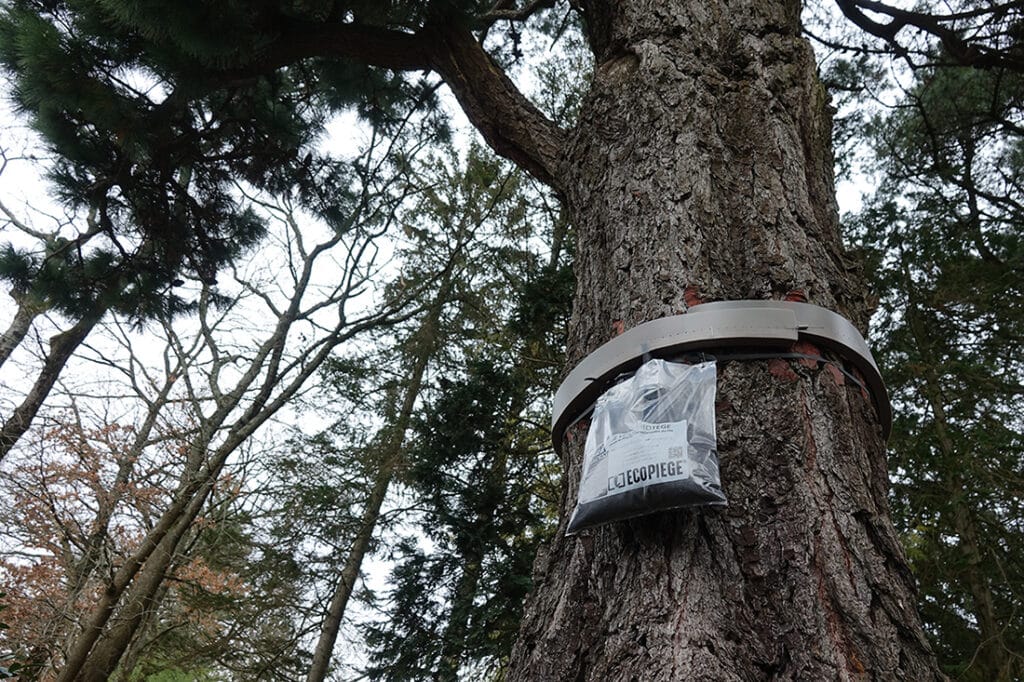 Ecopiège sur pin Ecopiège installé sur un pin. C'est l'un des traitements contre les chenilles processionnaires du pin.