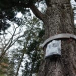 Quels solutions pour les chenilles processionnaires du pin en début d’année ?