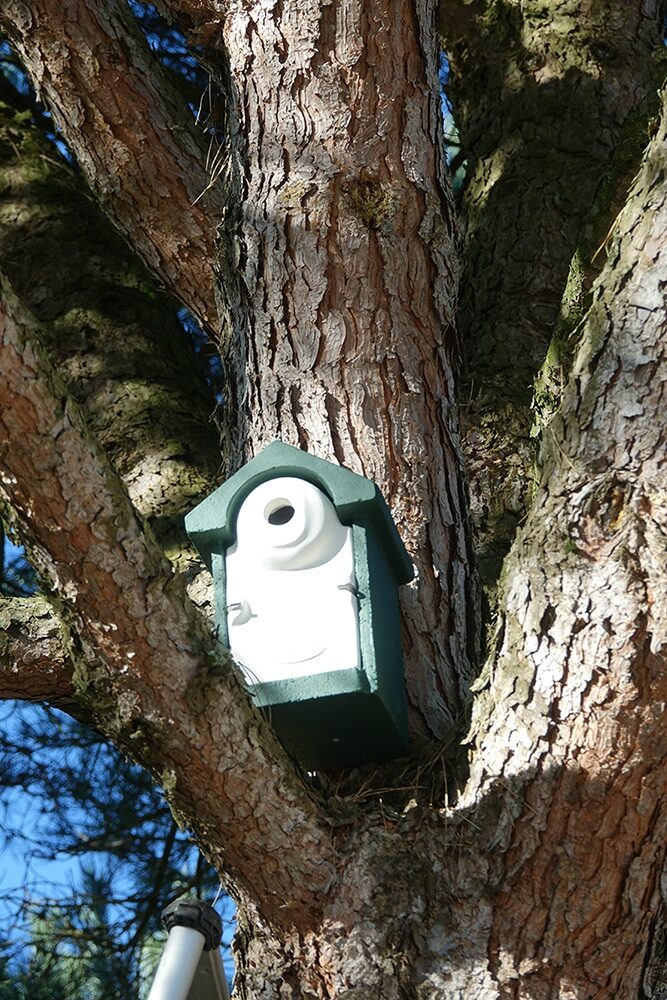 Nichoir à mésange posé sur un arbre, en hauteur, entre des branches.
